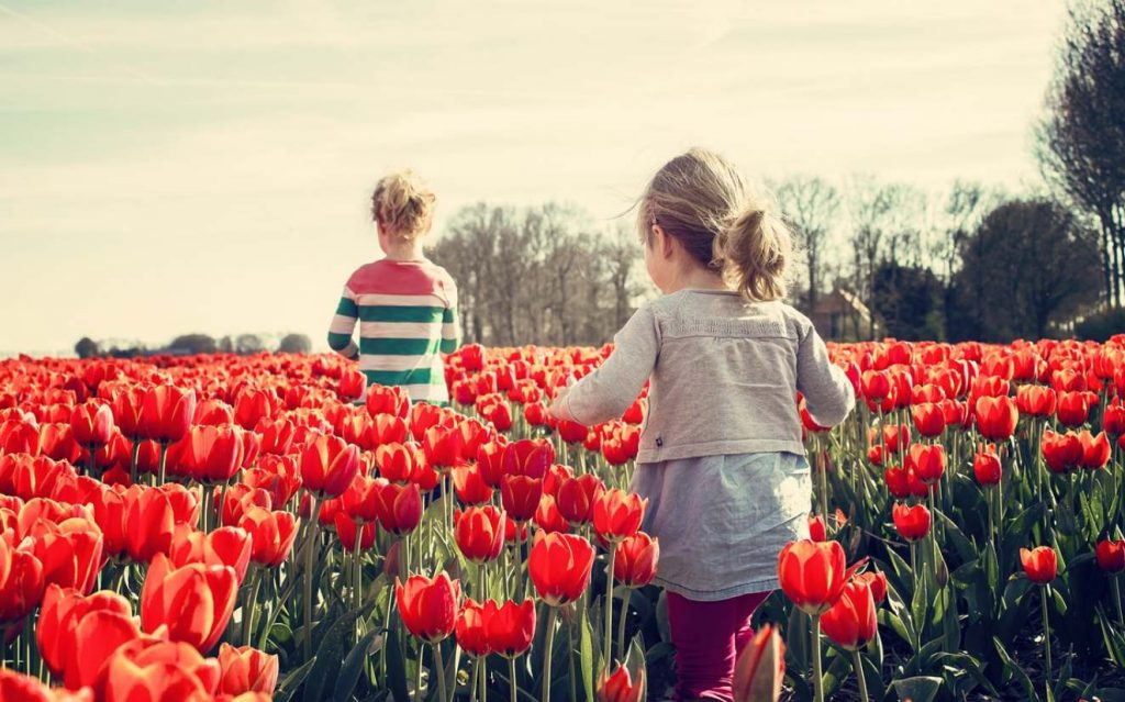 Bunga Tulip Sebagai Bahasa Mengartikan Perasaan melalui Warna-warna Bunga