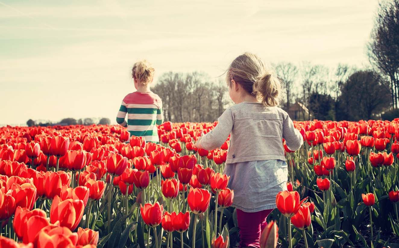 Bunga Tulip Sebagai Bahasa Mengartikan Perasaan melalui Warna-warna Bunga